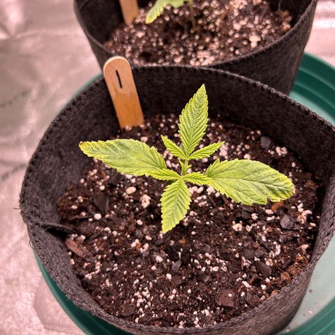 1 growlog timeline photo