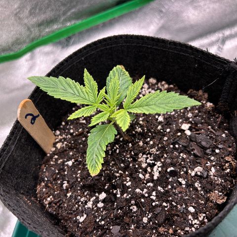 2 growlog timeline photo