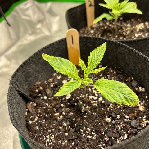 1 growlog timeline photo