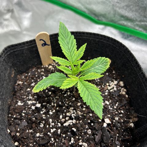 2 growlog timeline photo