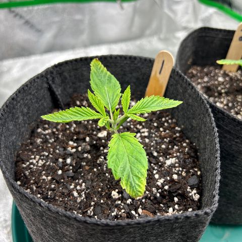 1 growlog timeline photo