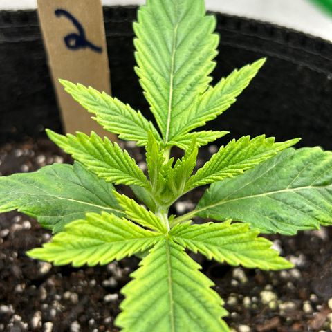 2 growlog timeline photo