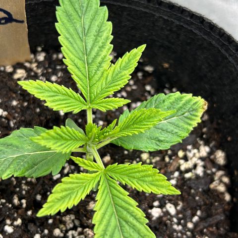 2 growlog timeline photo