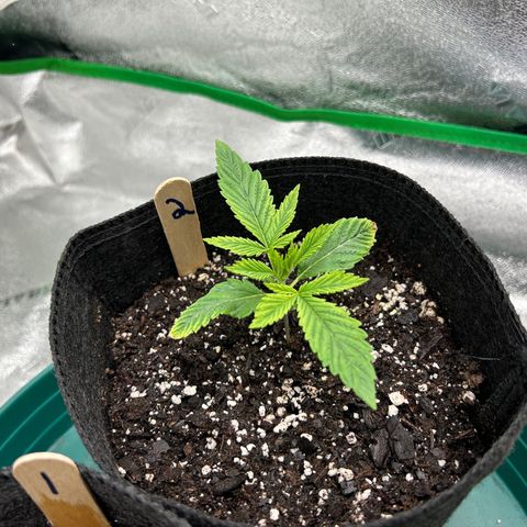 2 growlog timeline photo