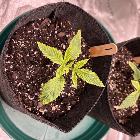 1 growlog timeline photo