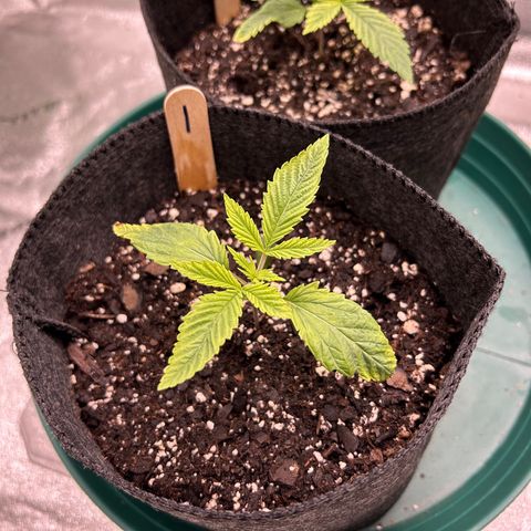 1 growlog timeline photo