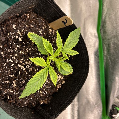 2 growlog timeline photo