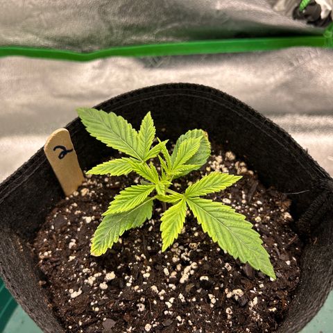 2 growlog timeline photo