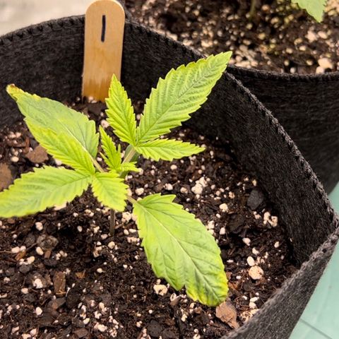 1 growlog timeline photo
