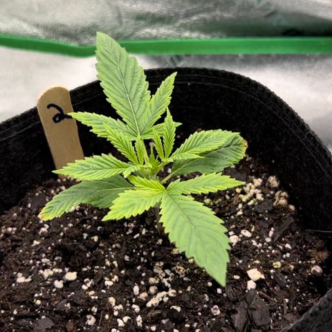 2 growlog timeline photo