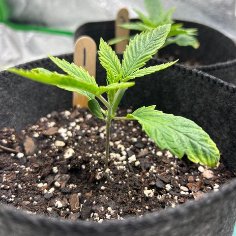 1 growlog timeline photo