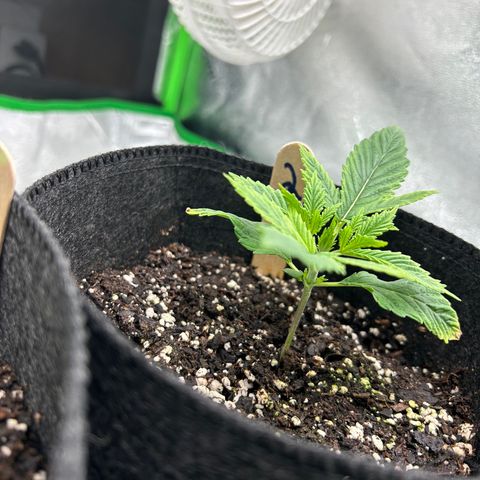 2 growlog timeline photo