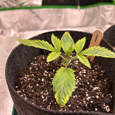 1 growlog timeline photo