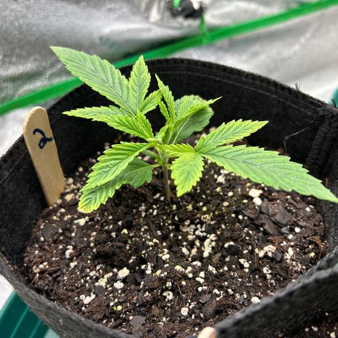 2 growlog timeline photo
