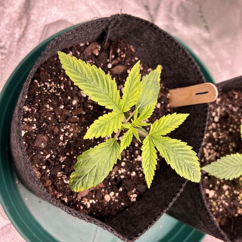 1 growlog timeline photo