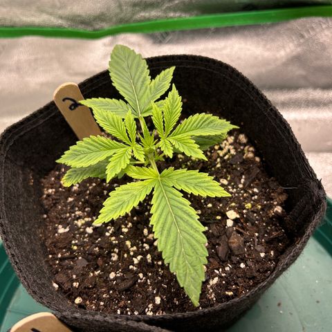 2 growlog timeline photo