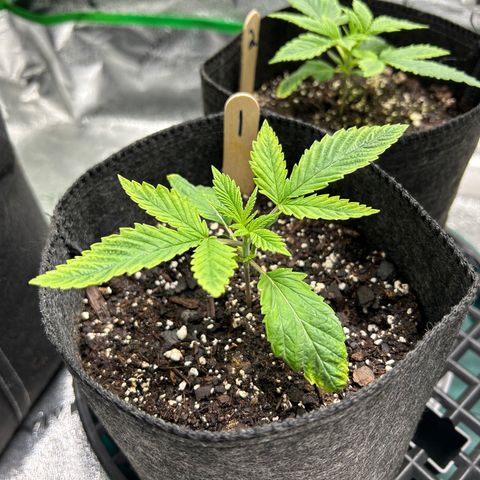 1 growlog timeline photo