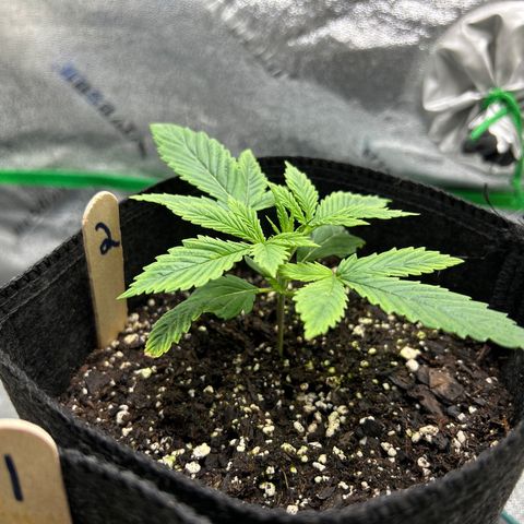 2 growlog timeline photo