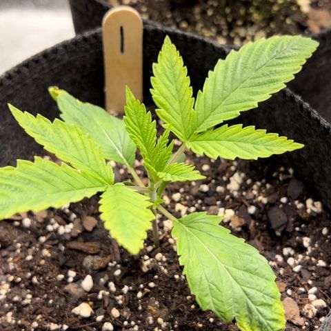 1 growlog timeline photo