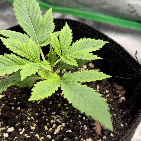 2 growlog timeline photo