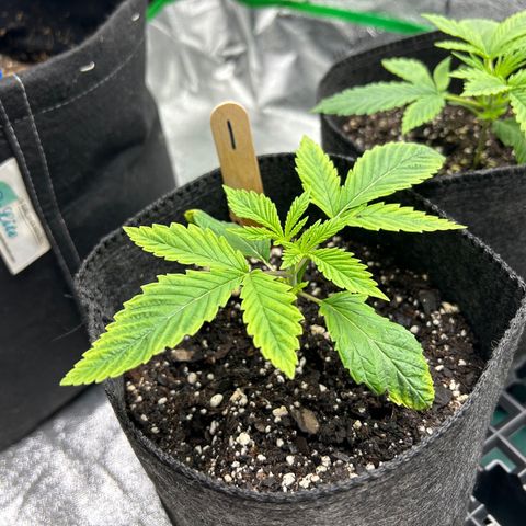 1 growlog timeline photo