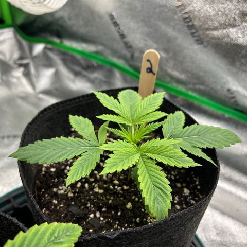 2 growlog timeline photo