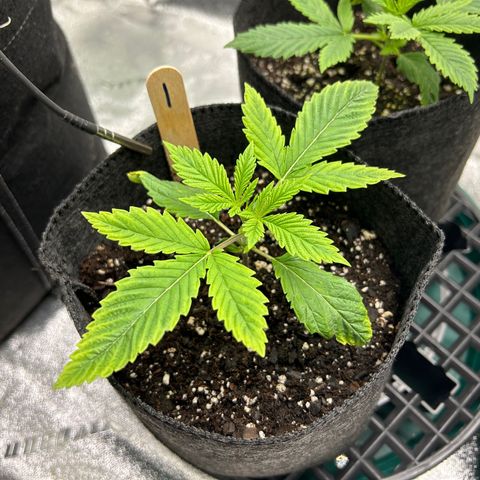 1 growlog timeline photo