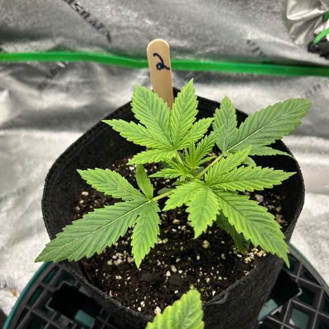 2 growlog timeline photo