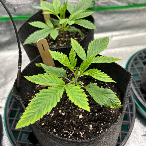 1 growlog timeline photo
