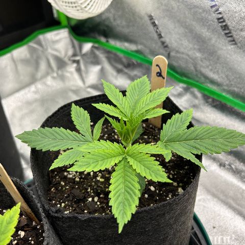 2 growlog timeline photo