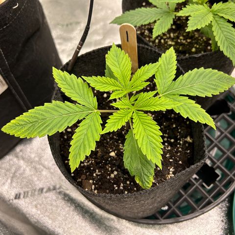 1 growlog timeline photo