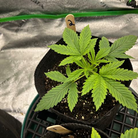 2 growlog timeline photo