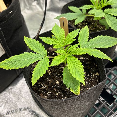 1 growlog timeline photo