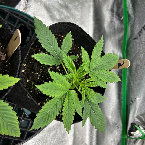 2 growlog timeline photo
