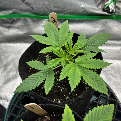 2 growlog timeline photo