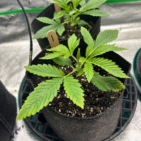 1 growlog timeline photo