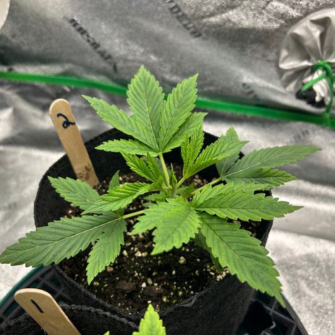 2 growlog timeline photo