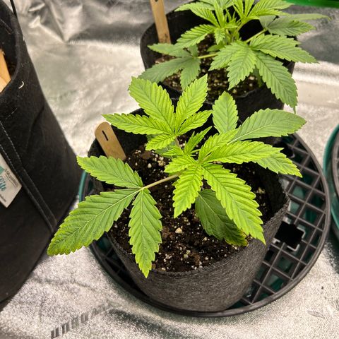 1 growlog timeline photo