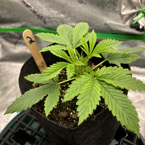 2 growlog timeline photo