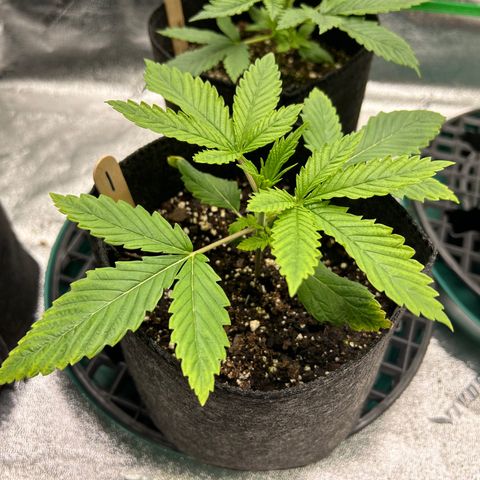 1 growlog timeline photo
