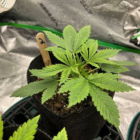 2 growlog timeline photo