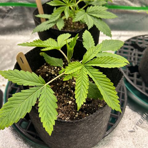 1 growlog timeline photo