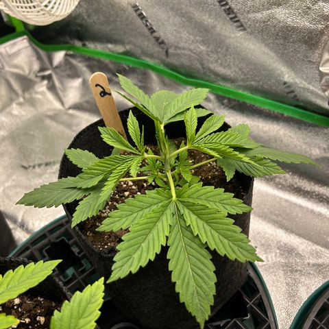 2 growlog timeline photo