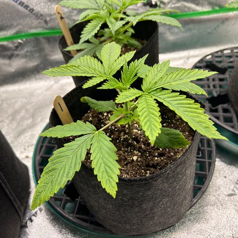 1 growlog timeline photo