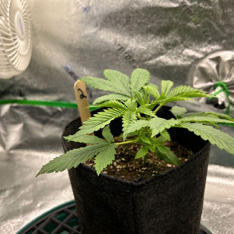 2 growlog timeline photo