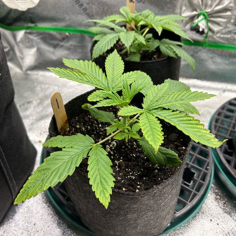 1 growlog timeline photo