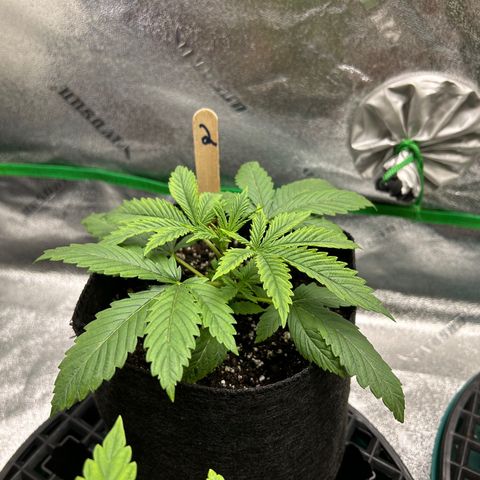 2 growlog timeline photo
