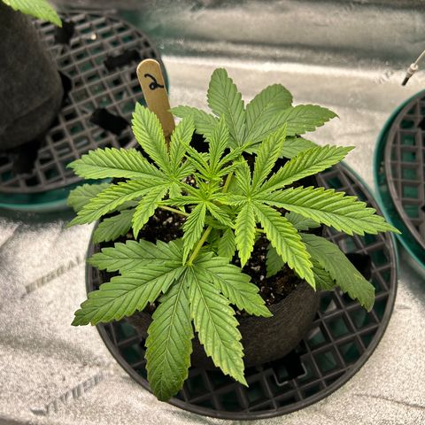 2 growlog timeline photo