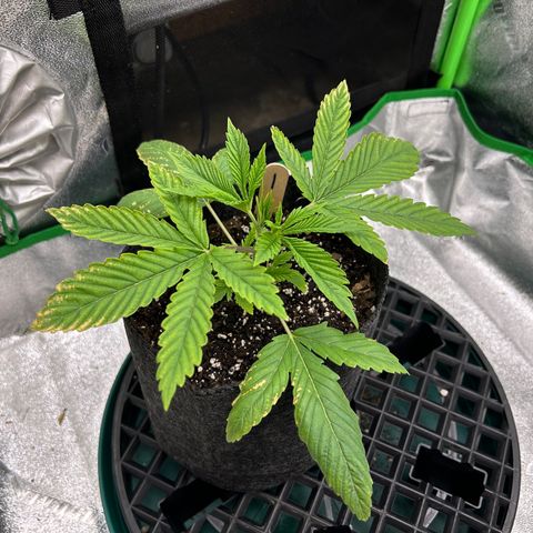 1 growlog timeline photo