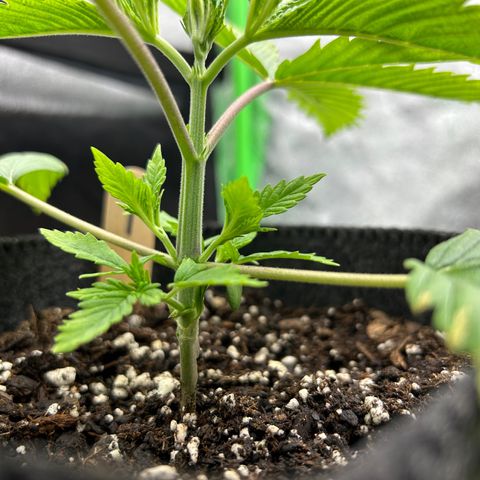 1 growlog timeline photo